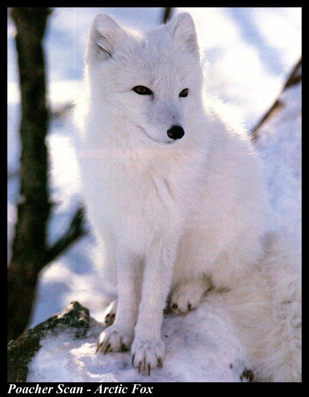Ww053-Arctic Fox sitting on snow.jpg