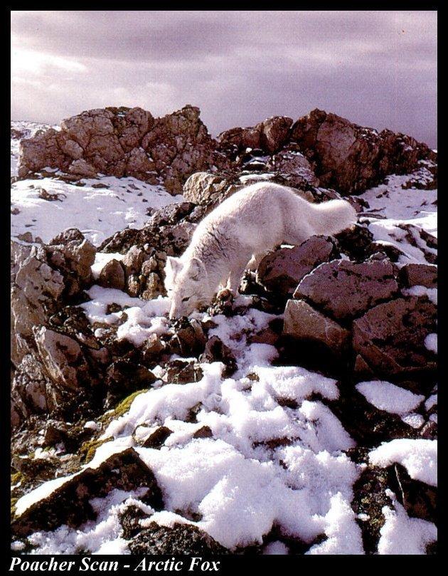Ww350-Arctic Fox searching prey.jpg