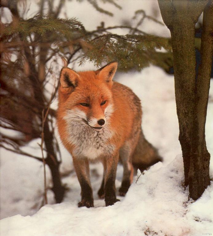 cal1985-fox-fochs.jpg