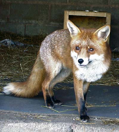 Cookie1-Red Fox-from England.jpg