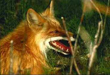 Fox-Swedish Red Fox-snarling face closeup.jpg