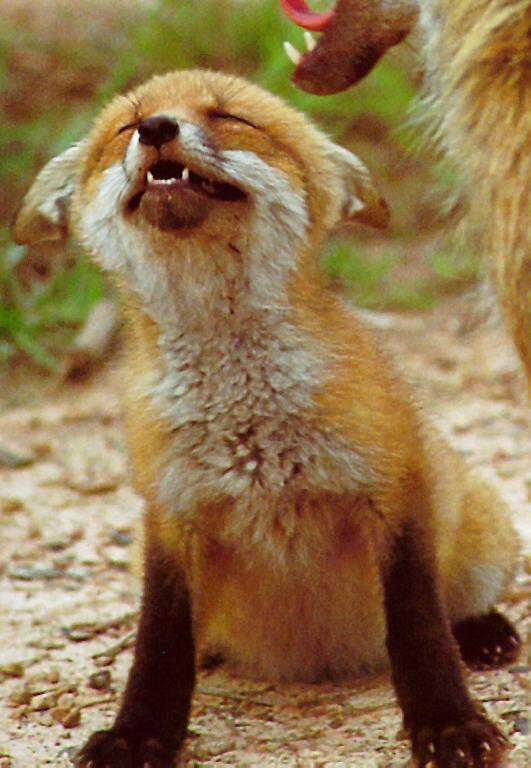Fuchs 007-Red Foxes sleepy young.jpg