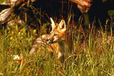 R v0096-Red Fox-stalking in tall grass.jpg