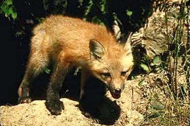 R v0098-Red Fox-cub just out of den.jpg