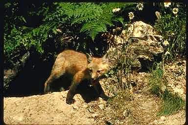 R v0099-Red Fox-cub out of den.jpg