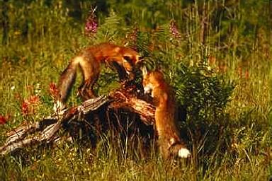 R v0100-Red Foxes-pair searching on log.jpg
