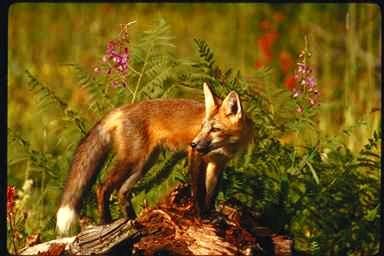 R v0101-Red Fox-standing on log.jpg