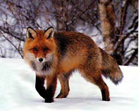 R v0-Swedish Red Fox-on snow.jpg