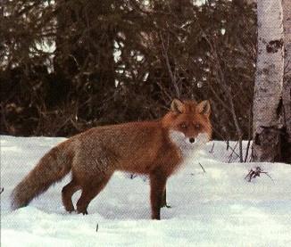 R v1-Swedish Red Fox-on snow.jpg