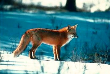 R v25-Red Fox-standing on snow.JPG