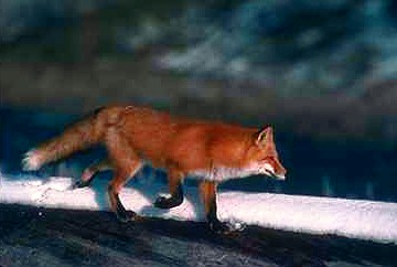 R v29-Red Fox-running on snow.JPG
