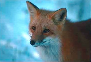R v31-Red Fox-face closeup-on snow.JPG