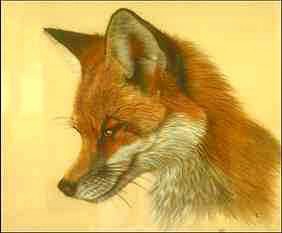R v-Red Fox-face closeup-painting.jpg