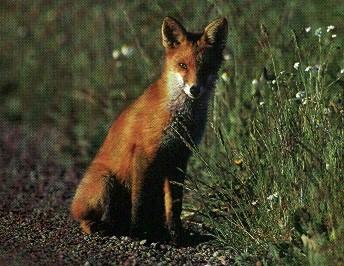 R v-Red Fox-sitting on ground-from Sweden.jpg