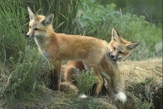 2Red Foxes-tail-hide.jpg
