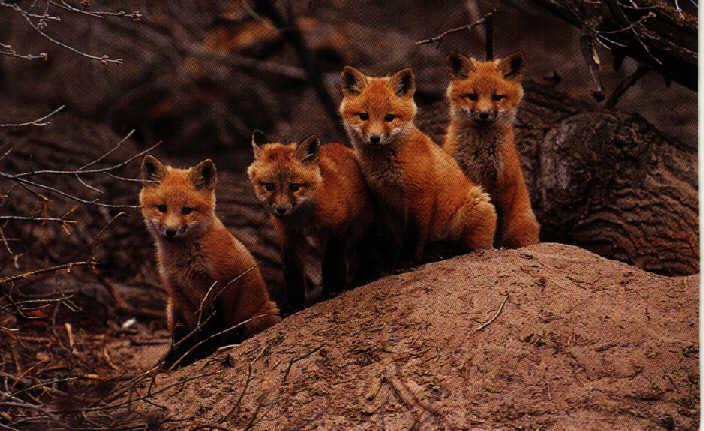 4 Red Foxes Cubs-zorros.jpg