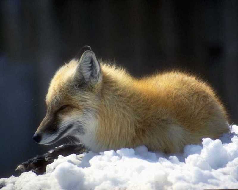 animalwild093-Red Fox-Sitting on snow.jpg
