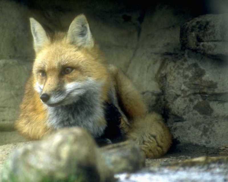 animalwild094-Red Fox-Relaxing-Under Rocks.jpg