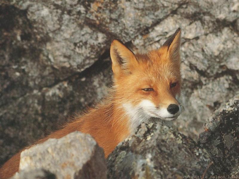 BW Wolfgang Weber-Red Fox.jpg