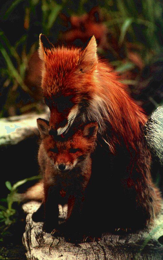 card1-Red Foxes-Mom Nursing Cub.jpg