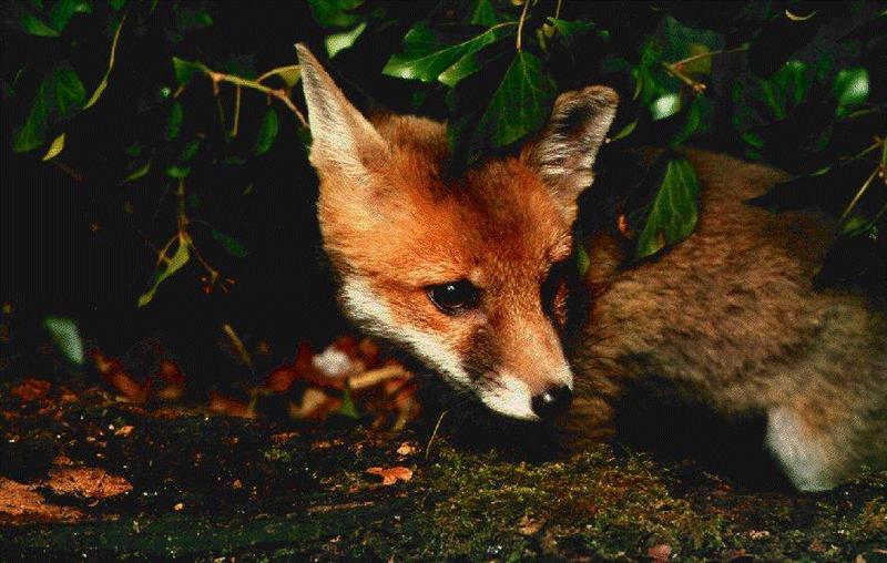 card3-Red Fox-Hide Under Leaves.jpg