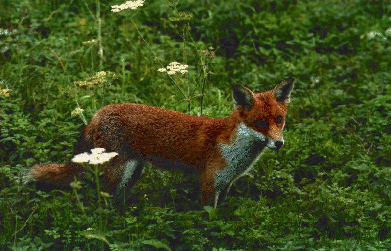 card4-Red Fox-Stands On Flower Field.jpg