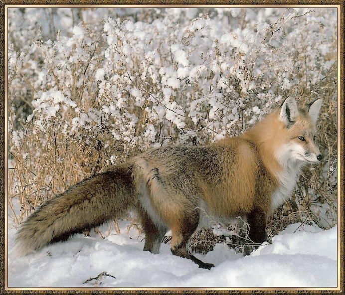 Fox bb001-Red Fox-staks at edge of snow bush.jpg