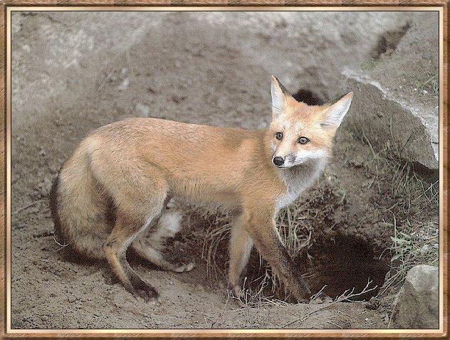 Fox bb004-Red Fox-into the den.jpg