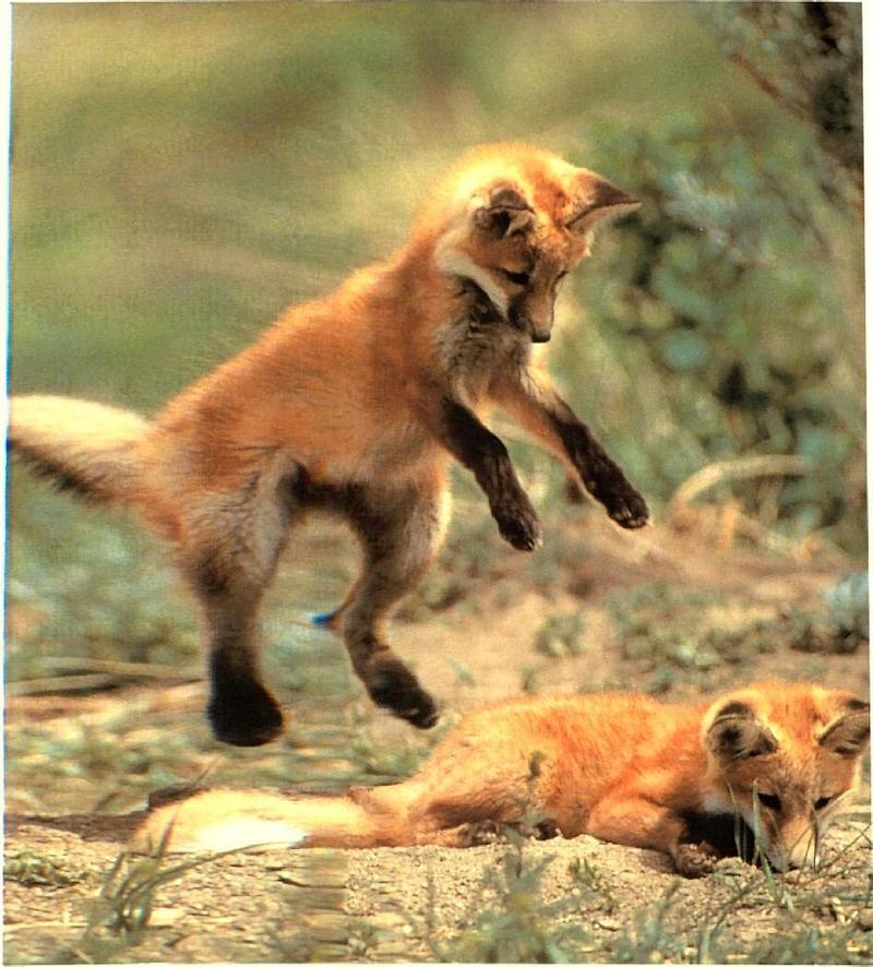 fox cubs2.jpg