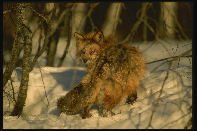 fox glare-Red Fox-looking back on snow.jpg