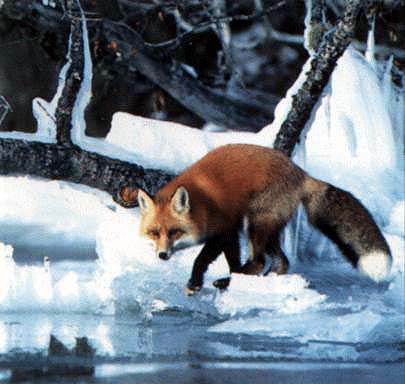 Fox on Icy River.jpg
