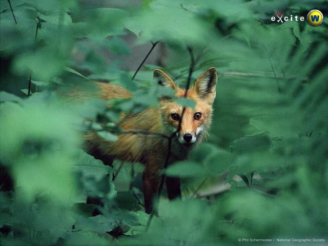 fox-Red Fox-hidden behind leaves.jpg