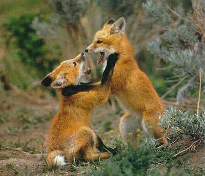 fpage fox20-Young Red Foxes-in fighting.jpg