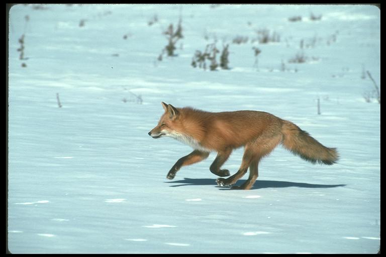 Happy Red Fox02-Running On Snow.jpg