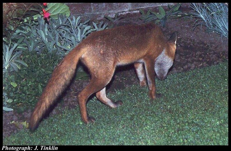 JT05126-Red Fox-in garden-rear view.jpg