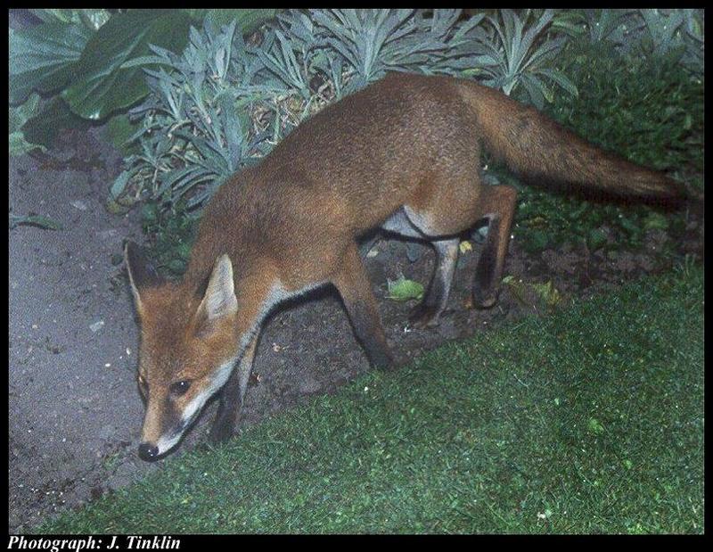 JT05127-Red Fox-wandering in garden.jpg