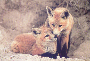 lj Red Fox Kits.jpg