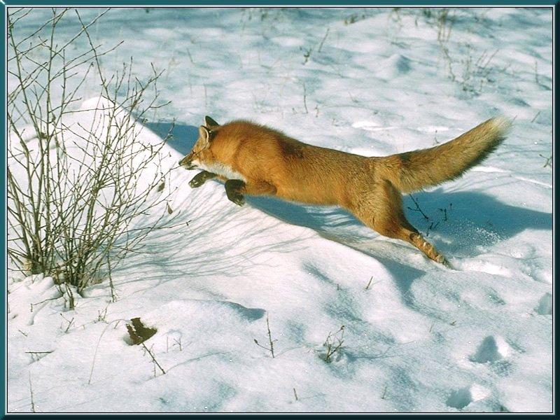 red fox 16-chasing on snow.jpg