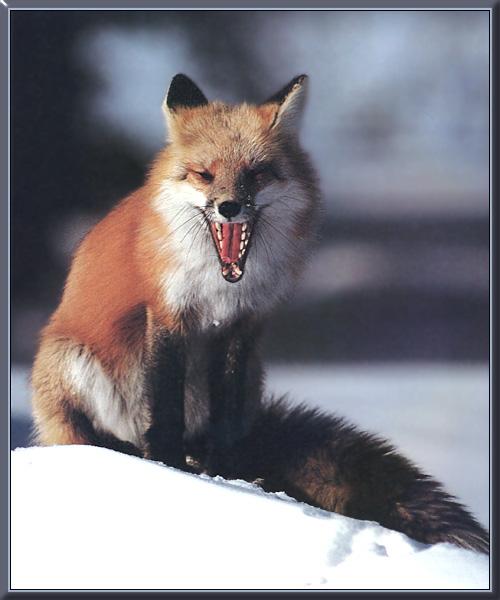 red fox 17-yawning on snow.jpg