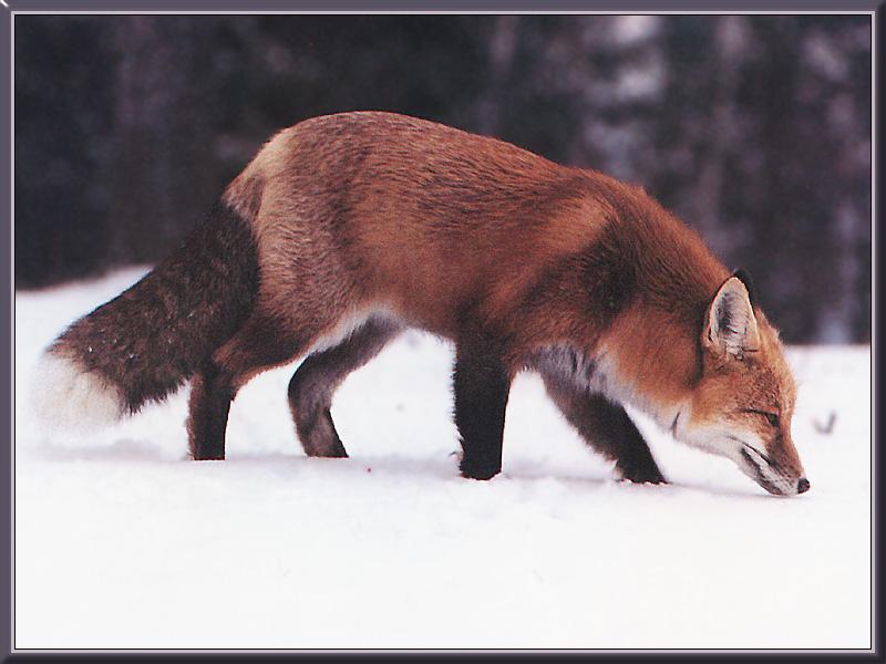 red fox 23-searching on snow.jpg