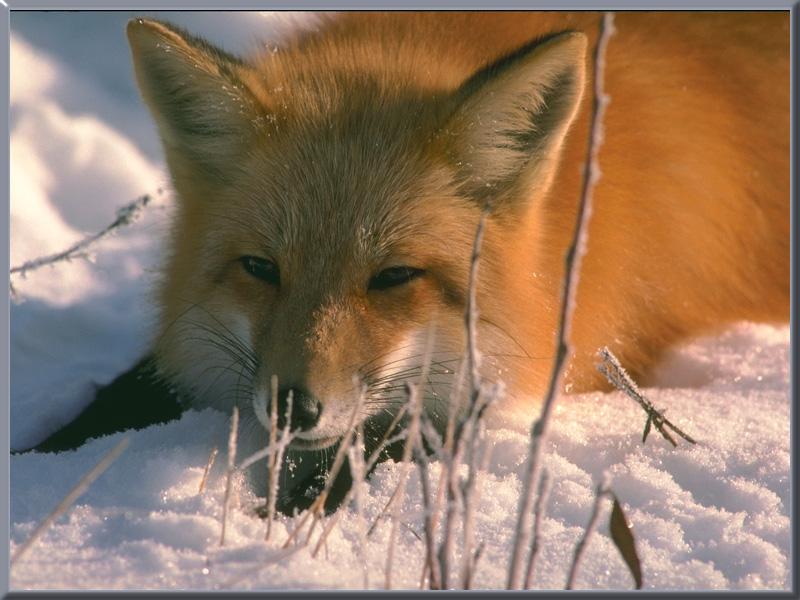 red fox 26-on snow-Closeup.jpg