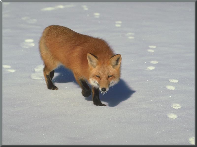 red fox 28-sleepy walk on snow.jpg