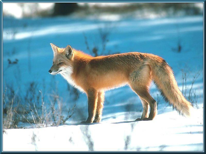red fox 42-stanting on snow.jpg