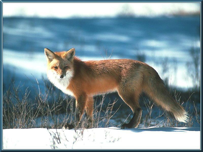 red fox 43-stanting on snow.jpg