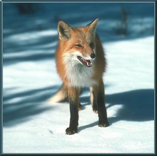 red fox 48-snarls on snow.jpg