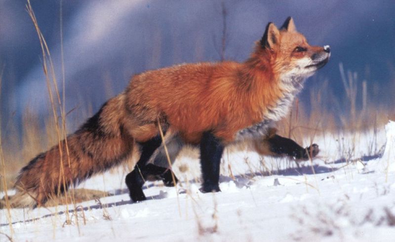 Red fox-by Joel Williams.jpg