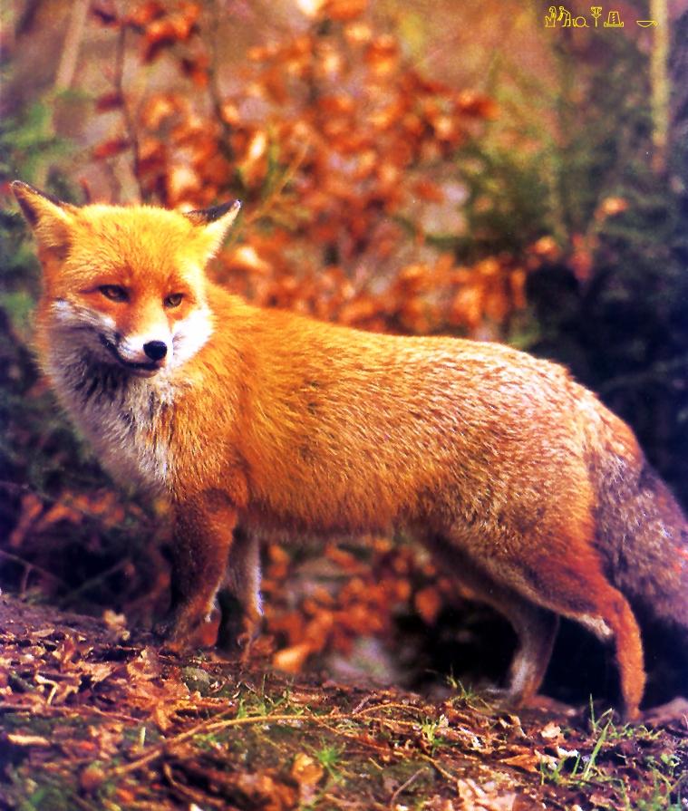 Red Fox-standing on hill-closeup.jpg