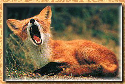 Red Fox 03-Yawning.jpg