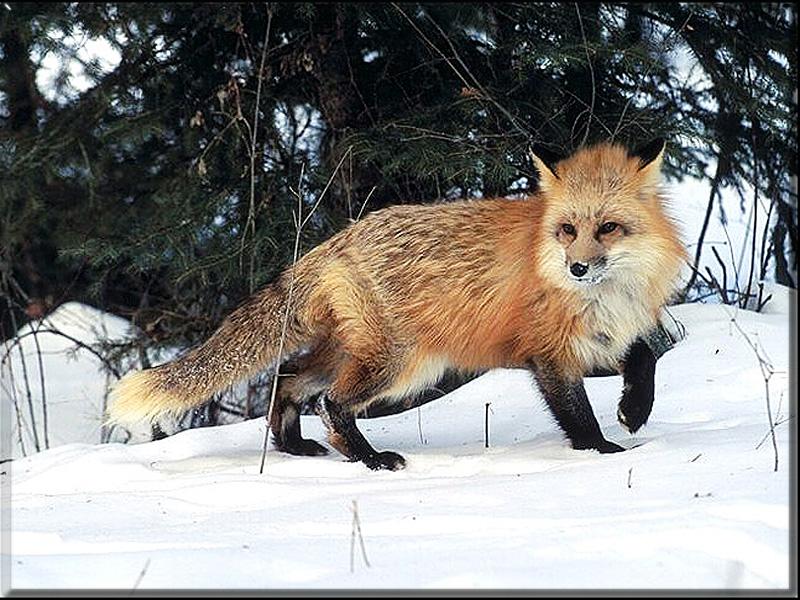 Red Fox 042002-On Snow.jpg