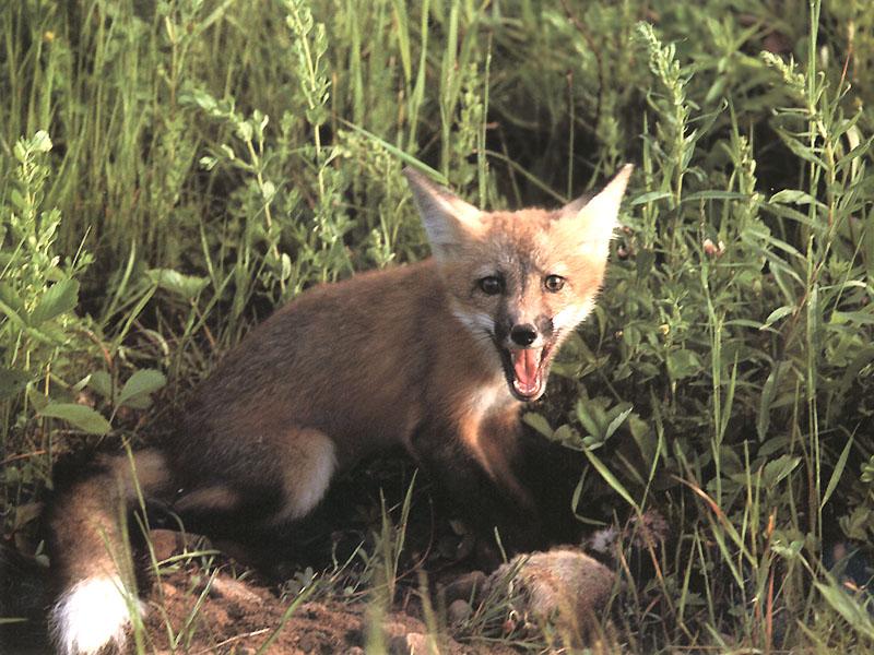 Red Fox 108-Snarling-Closeup.jpg